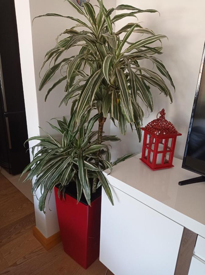 Red Lux Apartment Budva Bagian luar foto